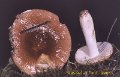 Russula font-queri-amf1667